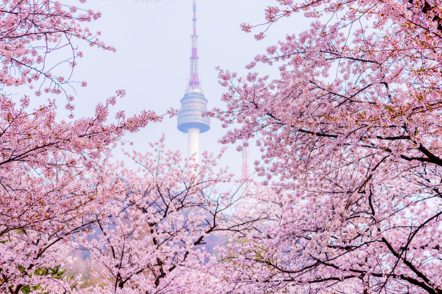 cherry-blossom-of-spring-in-seoul-south-korea-soft-focus-background_40171-62