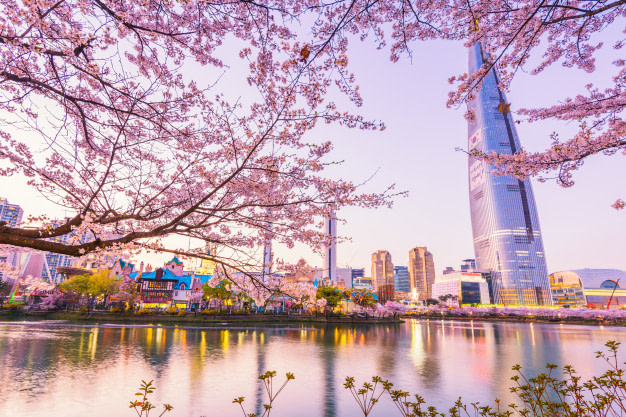 cherry-blossom-of-spring-in-seoul-south-korea_40171-204